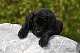 CANE CORSO 851